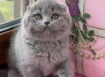 Michelle - Scottish Fold Cat For Sale - Hollywood&comma; FL&comma; US