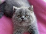 Martin - Scottish Straight Cat For Sale - Pembroke Pines&comma; FL&comma; US