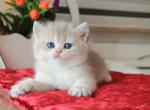 Peny - British Shorthair Cat For Sale - Miami&comma; FL&comma; US