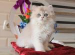 Ruvim - British Shorthair Cat For Sale - Miami&comma; FL&comma; US
