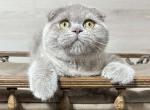Vovchik - Scottish Fold Cat For Sale - Hollywood&comma; FL&comma; US