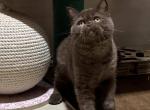 Choco - Scottish Straight Cat For Sale - Pembroke Pines&comma; FL&comma; US