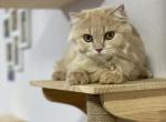 Bella - Scottish Straight Cat For Sale - Miami&comma; FL&comma; US