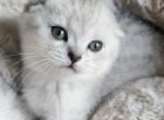 Scottish fold adorable boy - Scottish Fold Cat For Sale - Lincoln&comma; NE&comma; US