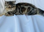 Stella - Exotic Cat For Sale - Vancouver&comma; WA&comma; US