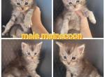 New Mainecoon babies - Maine Coon Cat For Sale - Frenchtown&comma; MI&comma; US