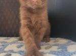 Chocolate cinnamon - Highlander Cat For Sale - Frenchtown&comma; MI&comma; US