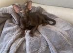 Chocolate - Oriental Cat For Sale - Brooklyn&comma; NY&comma; US
