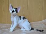 Prada - Devon Rex Cat For Sale - Brooklyn&comma; NY&comma; US