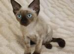 Piper - Devon Rex Cat For Sale - Brooklyn&comma; NY&comma; US