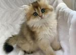Bri Nadin - British Shorthair Cat For Sale - Brooklyn&comma; NY&comma; US