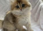 Bri Sam - British Shorthair Cat For Sale - Brooklyn&comma; NY&comma; US