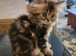 Persian Kitten - Persian Cat For Sale - Greenville&comma; OH&comma; US