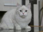 NAOMI LYUMUR - Siberian Cat For Sale - NY&comma; US