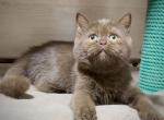 Vienna - British Shorthair Cat For Sale - Los Angeles&comma; CA&comma; US