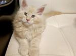 Benny - Maine Coon Cat For Sale - Hollywood&comma; FL&comma; US