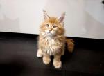 Teddy - Maine Coon Cat For Sale - Hollywood&comma; FL&comma; US