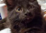 Xena II - Maine Coon Cat For Sale - Van Horne&comma; IA&comma; US