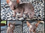 Solid Lilac Male - Sphynx Cat For Sale - CO&comma; US