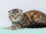 Black chocolate tabby Scottish fold girl - Scottish Fold Cat For Sale - Spokane&comma; WA&comma; US
