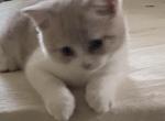 Bella Scottish Straight Orange and white kitten - Scottish Fold Cat For Sale - Jobstown&comma; NJ&comma; US