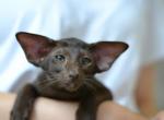 Mishka ori - Oriental Cat For Sale - Pembroke Pines&comma; FL&comma; US