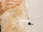 Talia first babies - Ragdoll Cat For Sale - Oklahoma City&comma; OK&comma; US