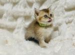 Male Kitty Golden shorthair - Scottish Straight Cat For Sale - Sunnyvale&comma; CA&comma; US