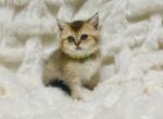 Male Kitty Golden - British Shorthair Cat For Sale - Sunnyvale&comma; CA&comma; US
