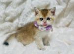 Female Kitty Golden shorthair - Scottish Straight Cat For Sale - Sunnyvale&comma; CA&comma; US