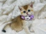 Female Kitty Golden - British Shorthair Cat For Sale - Sunnyvale&comma; CA&comma; US