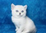 Mario with blue eyes - Scottish Fold Cat For Sale - Sunnyvale&comma; CA&comma; US