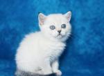 Mario Scottish male - Scottish Straight Cat For Sale - Sunnyvale&comma; CA&comma; US