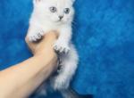 Mario - British Shorthair Cat For Sale - Sunnyvale&comma; CA&comma; US