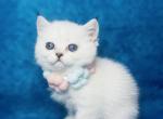 Monica female with blue eyes - British Shorthair Cat For Sale - Sunnyvale&comma; CA&comma; US