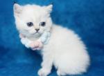 Monica - Scottish Straight Cat For Sale - Sunnyvale&comma; CA&comma; US