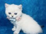 Monica Scottish female - Scottish Fold Cat For Sale - Sunnyvale&comma; CA&comma; US