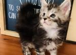 Litter P - Maine Coon Cat For Sale - 
