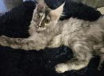 Arwen - Maine Coon Cat For Sale - Kingman&comma; AZ&comma; US