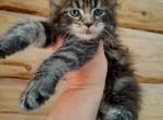 Cody - Maine Coon Cat For Sale - Hollywood&comma; FL&comma; US