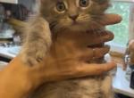 Lucky - Maine Coon Cat For Sale - Hollywood&comma; FL&comma; US