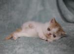 Mac - Exotic Cat For Sale - Syracuse&comma; NY&comma; US