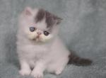Baby Blue - Exotic Cat For Sale - Syracuse&comma; NY&comma; US
