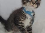Hugo - Maine Coon Cat For Sale - Braham&comma; MN&comma; US