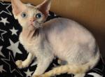Henry - Devon Rex Cat For Sale - Brooklyn&comma; NY&comma; US