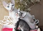Ryder - Devon Rex Cat For Sale - Brooklyn&comma; NY&comma; US