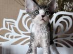 Mickey - Devon Rex Cat For Sale - Brooklyn&comma; NY&comma; US