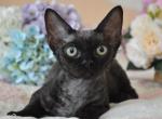 Rosie - Devon Rex Cat For Sale - Brooklyn&comma; NY&comma; US