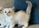 Blue Point Bi color - Ragdoll Cat For Sale - Los Angeles, CA, US