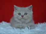 Dafna - British Shorthair Cat For Sale - Miami&comma; FL&comma; US